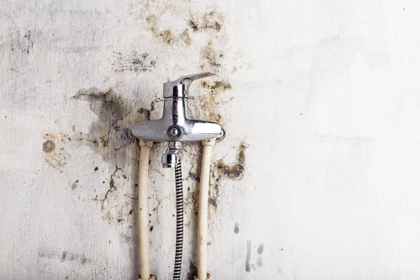 Best Toxic Mold Removal  in Catalina Foothills, AZ
