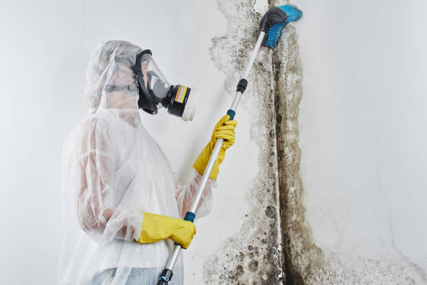 Best Certified Mold Removal  in Catalina Foothills, AZ