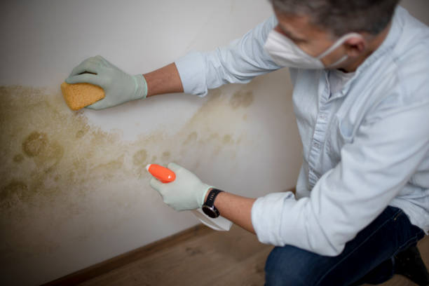 Catalina Foothills, AZ Mold Removal Company