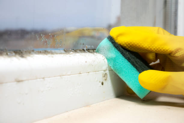 Best Residential Mold Removal  in Catalina Foothills, AZ