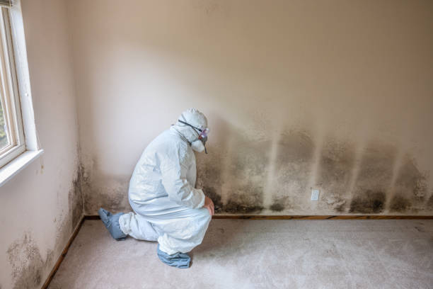 Best Professional Mold Removal  in Catalina Foothills, AZ