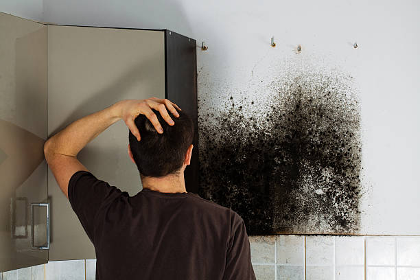 Best Professional Mold Removal  in Catalina Foothills, AZ