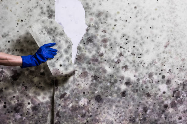 Best Attic Mold Removal  in Catalina Foothills, AZ