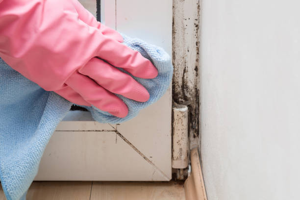 Best Local Mold Removal Service  in Catalina Foothills, AZ